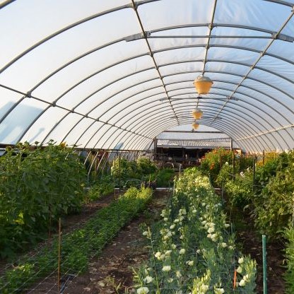our hi tunnel greenhouse in full bloom