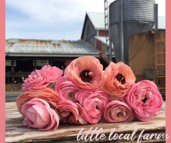 bright pink Rannunculus flowers on a table with barn in backround>
                    </div>
                    <div class=